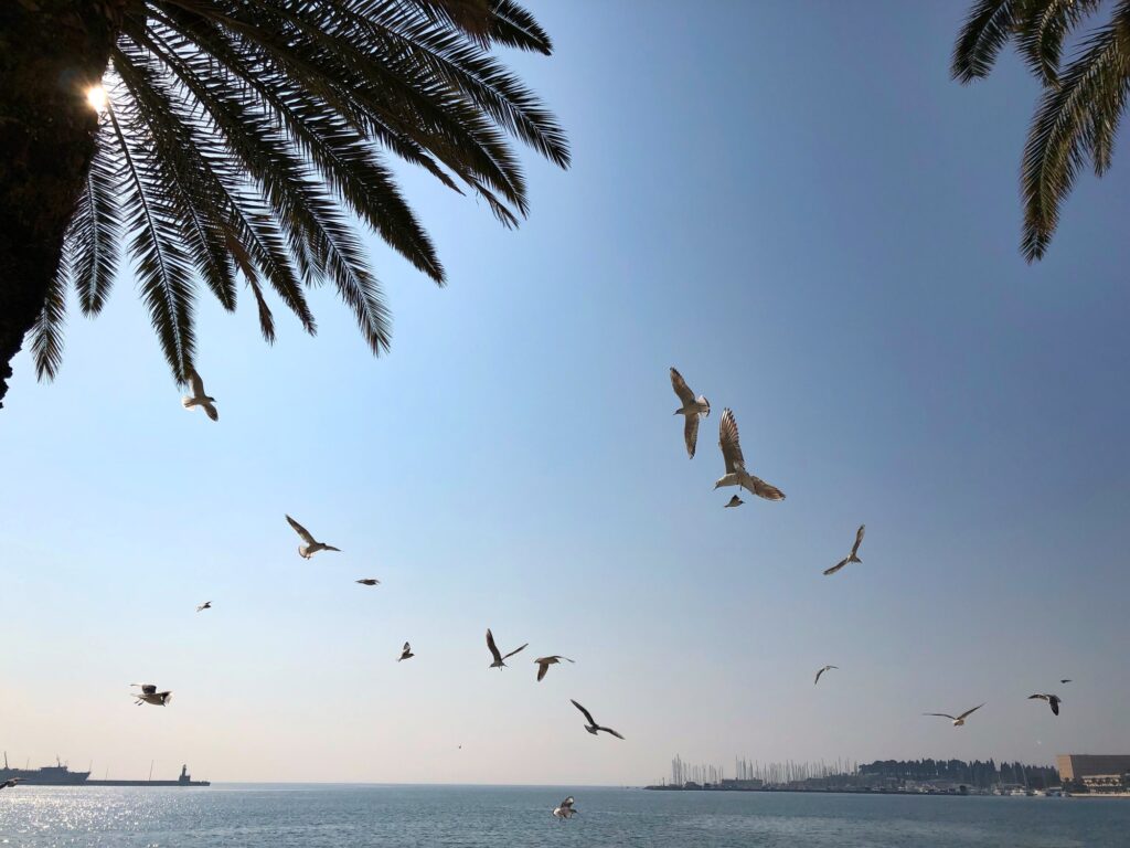 Birds