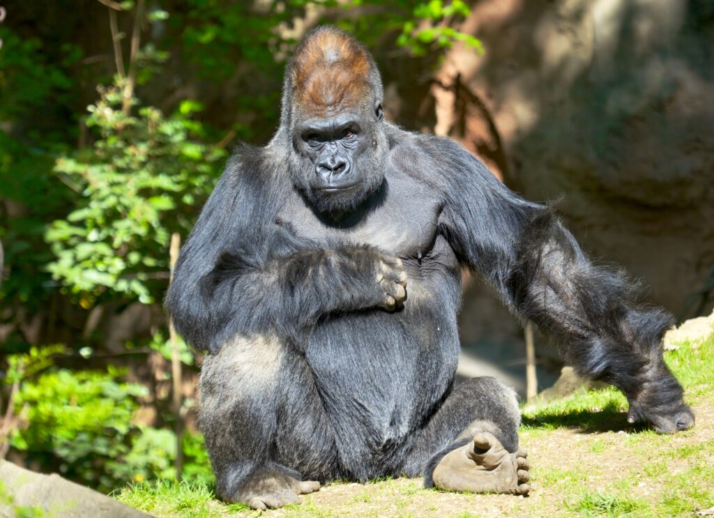 Gorilla